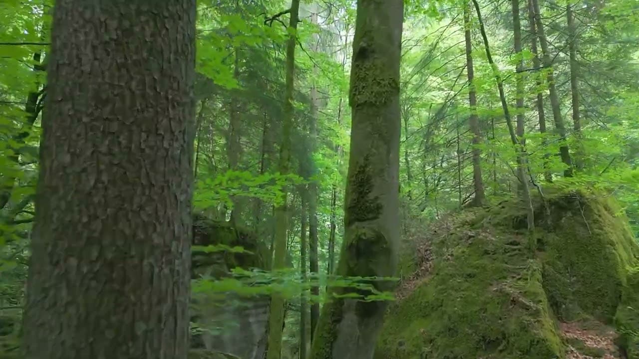 Meditation 19